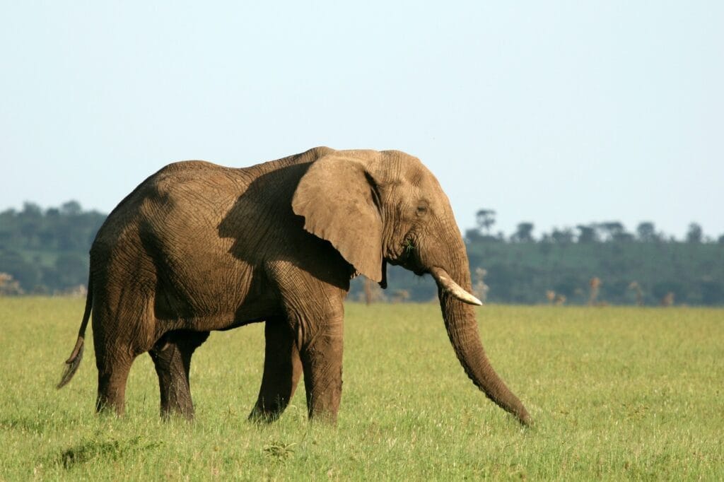 African Elephant, Tanzania