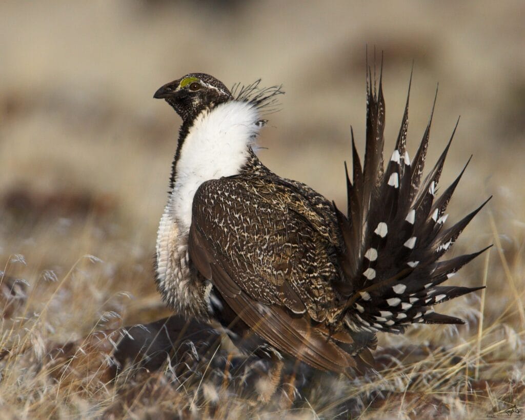 Environmental Mining Regulations - Complex and Burdensome 2 Utah Sage Goose