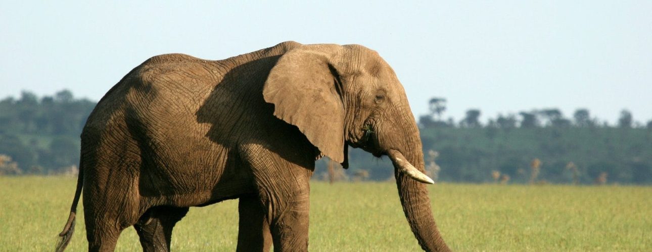 African Elephant, Tanzania, Africa African Elephant, Tanzania